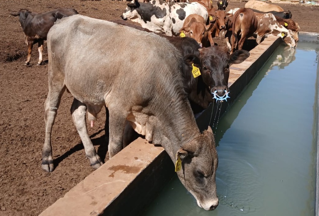Home Grounds Feedlot Farming