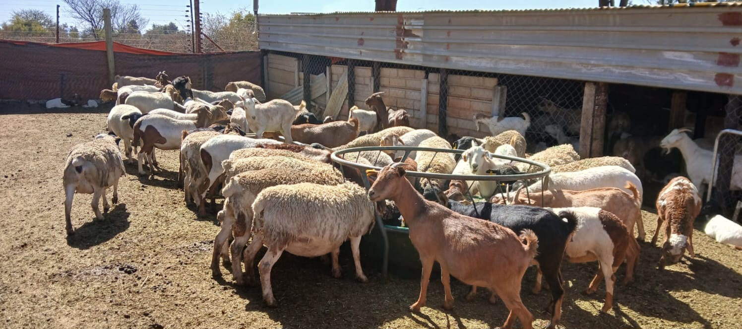HomeGround Investments goat farming operations in Zimbabwe