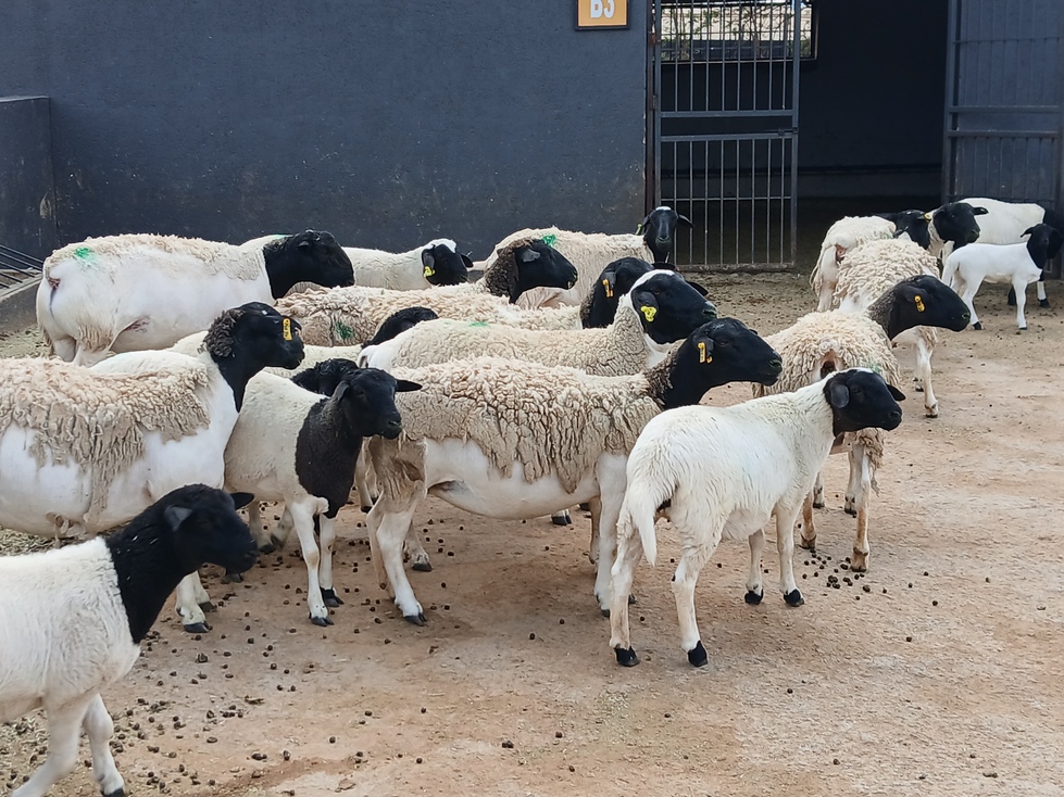 Sheep Farming